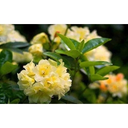 Rododendron Creamy Chifon 5 lat Ro25